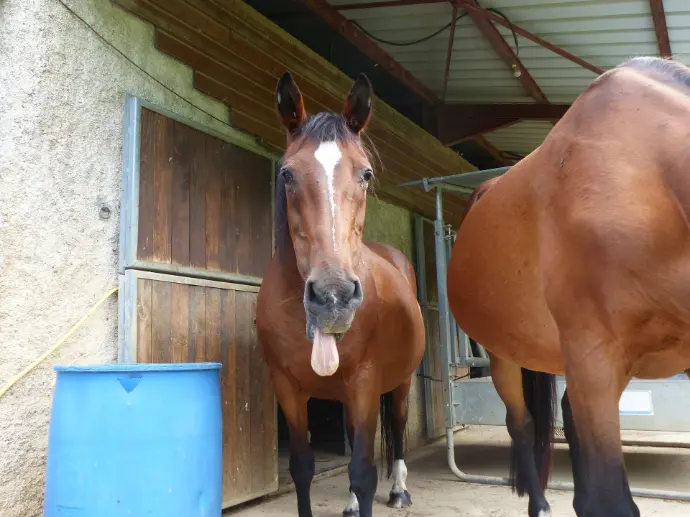 cheval bai qui tire la langue