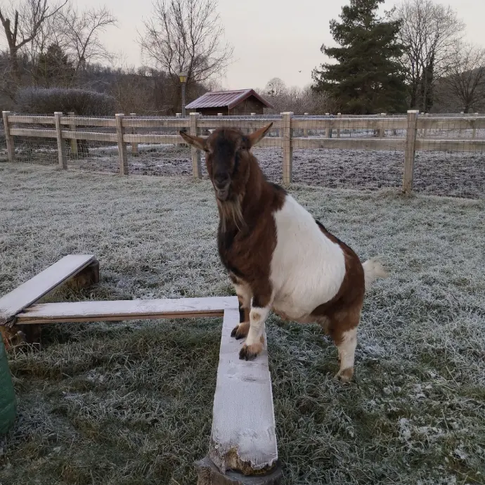 bouc blanc et marron
